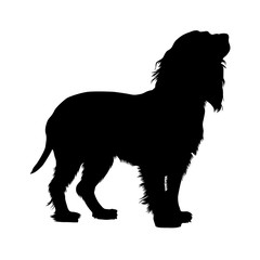Boykin Spaniiel Dog, Silhouette, North America