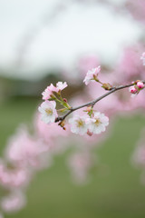 Pink cherry blossom flower spring background