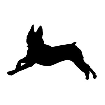 Jumping Boston Terrier Dog, Silhouette, North America