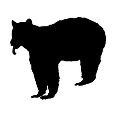 Black Bear, Ursus Americanus, Silhouette, North America