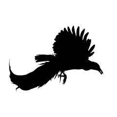 Bird Of Paradise, Paradisaeidae, Silhouette, South East Asia, Indonesia, Papua New Guinea, Eastern Australia