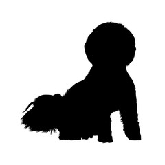 Bichon Frise, Dog Silhouette, France, Europe