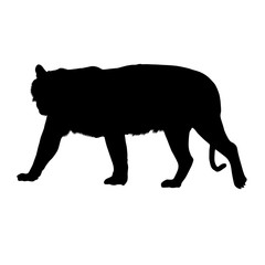 Bengal Tiger, Pantera Tigris Tigris, Silhouette, bangladesh, India, Nepal, Bhutan, Asia © Amyphotostory