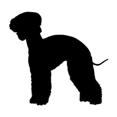 Bedlington Terrier Dog, Silhouette, Northumberland, North East England