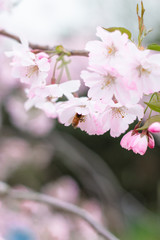 Pink cherry blossom flower spring background