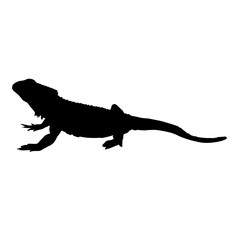 Bearded Dragon Silhouette, Pogona Vitticeps, Australia