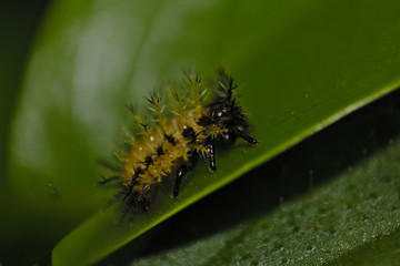 larvae of small beetle or lady bug