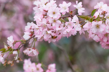Pink cherry blossom flower spring background