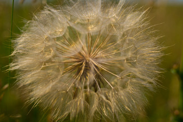 Fototapeta premium Dandelion, seed dandelion, summer dandelion