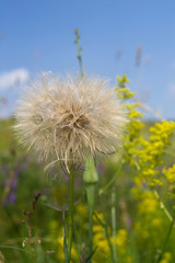 Naklejka premium Dandelion, seed dandelion, summer dandelion