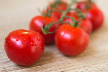 Tomato branch , fresh harvest from garden