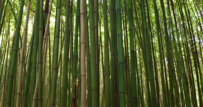 Close up of scenic bamboo tree forest used as renewable sustainable energy resource and different  types of eco -friendly green products.