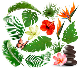 Fototapeta na wymiar Big collection of tropical leaves and plant, flowers and butterfly. Vector