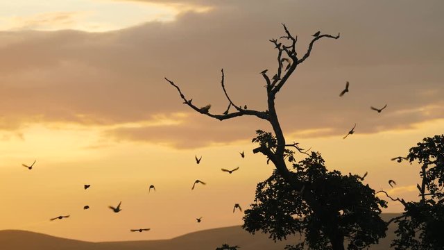 Silhouette of dead tree against clouds at sunset time in Africa with distant hill in background. Flock of birds take off from tree, fly to the left, leaving a few birds remaining.