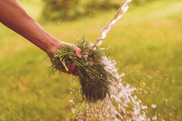 farmer hand washing the greenery herb and veggies in the garden with water splash