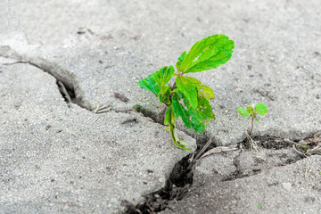 a small but powerful spout plant makes his way and breaks the cement pavement