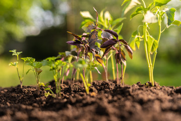 young small colored plants under the sunshine