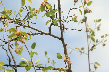 Tree with winged friend 