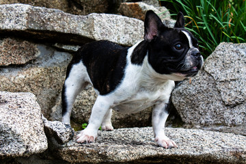 Fototapeta premium mi nombre es oriana