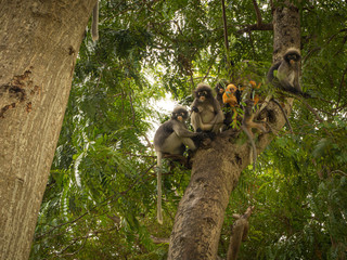Dusky leaf monkey on the tree