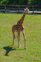 Naklejka na ściany i meble Giraffe running (Giraffa camelopardalis rothschildi) a hot day, Parque Cabarceno, Cantabria