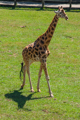 Naklejka na ściany i meble Giraffe running (Giraffa camelopardalis rothschildi) a hot day, Parque Cabarceno, Cantabria
