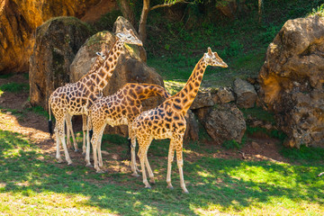 Four giraffes (Giraffa camelopardalis rothschildi) in the shade a hot day, Parque Cabarceno, Cantabria, 2013