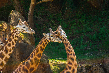 Two giraffes giving each other affection (Giraffa camelopardalis rothschildi) in the shade one hot day and another watching, Parque Cabarceno, Cantabria, 2013