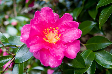 赤く咲いた　山茶花