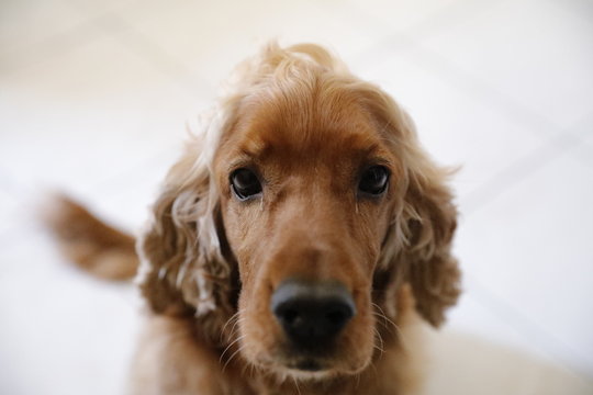 Le regard du coker