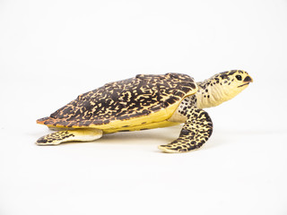 Naklejka premium turtle on white background