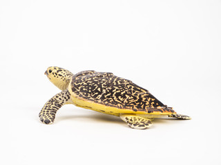 turtle on white background