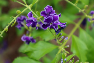  The beauty of purple flowers