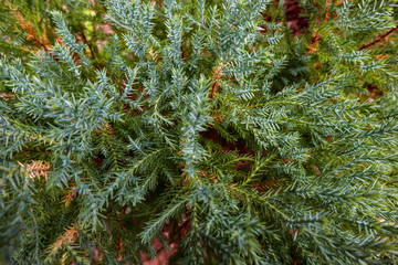  The beauty of the pine trees in a close view