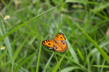 The nature of butterflies in the morning