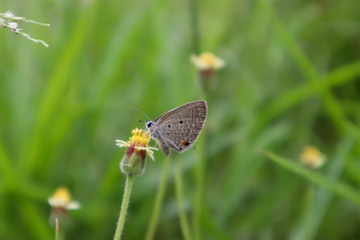 The nature of butterflies in the morning