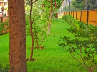 Green garden, trees and flowers