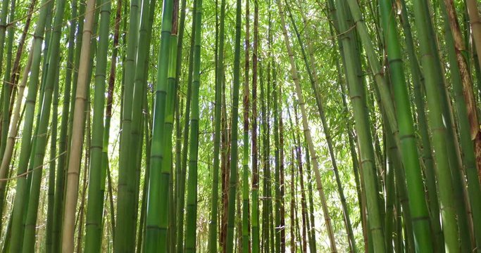 Close up of scenic bamboo tree forest used as renewable sustainable energy resource and different  types of eco -friendly green products.