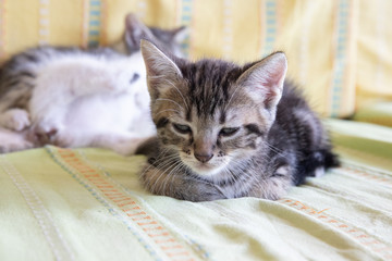 Chaton qui fait la sieste
