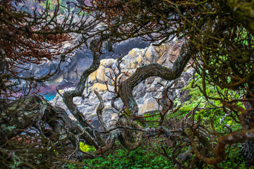 Twisted Cypress Bark with Colorful California Rocks and Sea