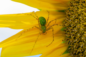 Lynx Spider On Sunflower Petals