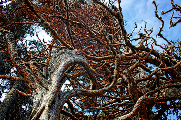 Monterey Cypress Tree Trunk and Limbs Twist Skyward in Red and White