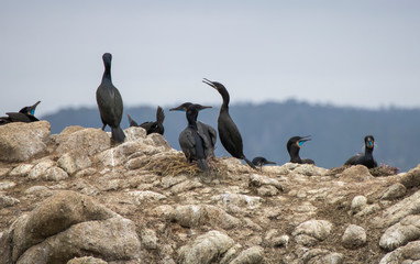 Black Brandt's Cormorant Sea Birds in a Row with Nests