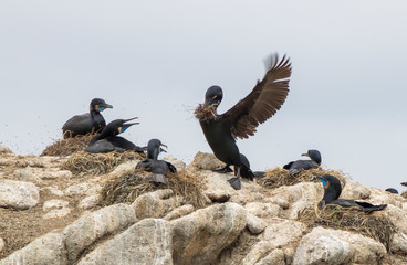 Male Brandt's Cormorant Brings Nest Materials to Mate