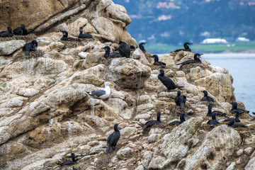 Single Gull among Brandt's Cormorant Black Seabirds off California Coast