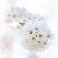 Cherry Blossom Branch