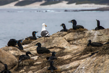 Fototapeta premium Single Gull among Brandt's Cormorants in Nesting Colony