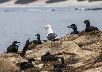 Fototapeta premium Brandt's Cormorants on Nests with Single Gull Among Them