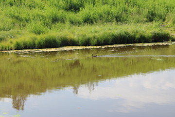 duck with small ducklings swimming in the pond