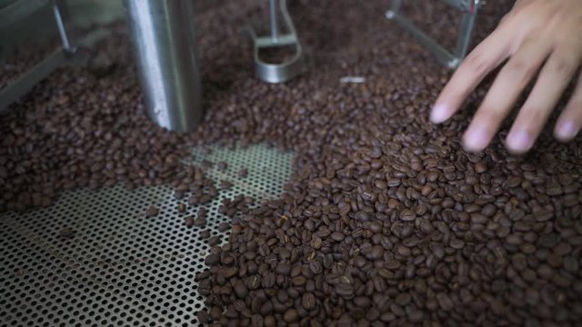 Hand picking bad roasted coffee beans from roasting machine